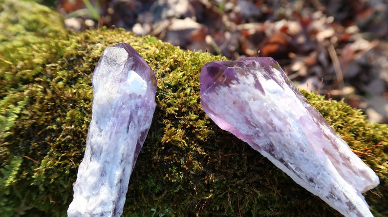 Puede incluir: Dos cristales de amatista de color p&uacute;rpura y blanco, sentados sobre un lecho de musgo verde.