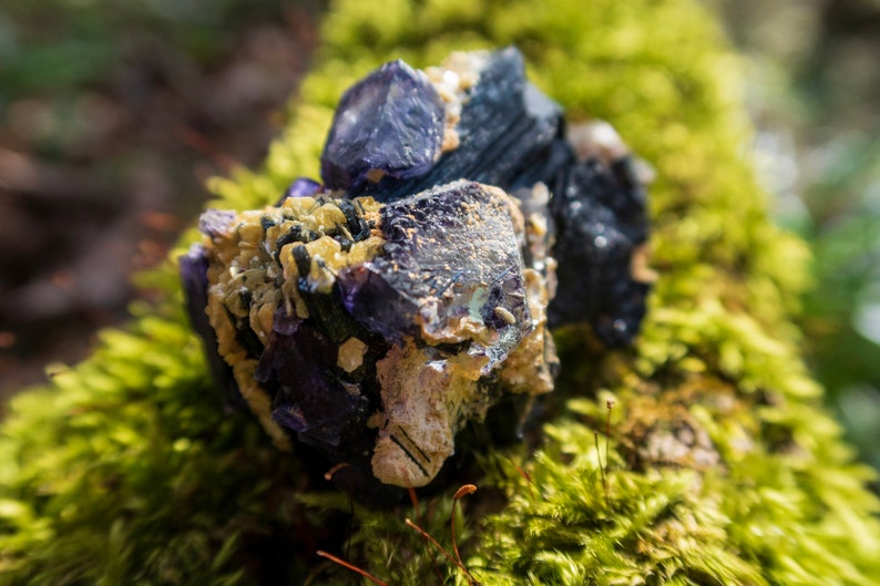 May include: A cluster of purple, black, and white crystals on a bed of green moss. The crystals have a rough, natural texture.