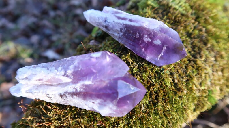 Puede incluir: Dos cristales de amatista, uno m&aacute;s grande que el otro, descansan sobre un lecho de musgo verde. Los cristales son de color p&uacute;rpura intenso y tienen una apariencia clara y vidriosa.