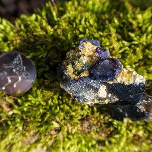 May include: A cluster of purple amethyst crystals with a yellow mineral matrix, resting on a bed of green moss.