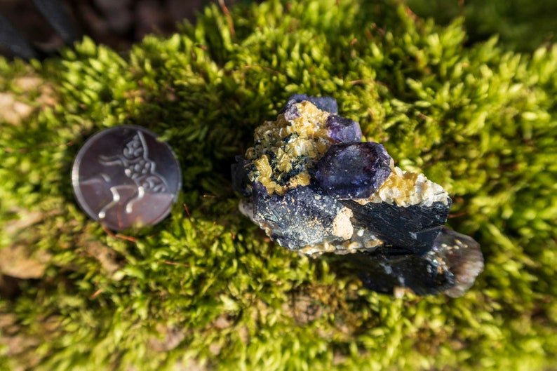 May include: A cluster of purple amethyst crystals with a yellow mineral matrix, resting on a bed of green moss.