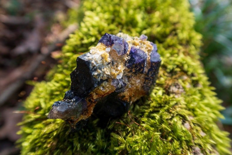 May include: A cluster of purple and black fluorite crystals with a yellow mineral matrix. The crystals are sitting on a bed of green moss.