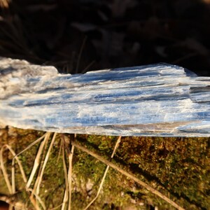 May include: A blue kyanite crystal with a rough, natural texture. The crystal is lying on a bed of brown twigs and moss.