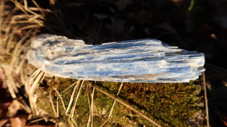 May include: A blue kyanite crystal with a rough, natural texture. The crystal is lying on a bed of brown twigs and moss.