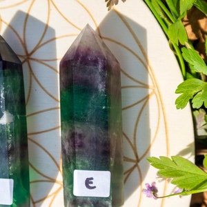 May include: Two green, purple, and clear fluorite crystal points on a white background with a flower and leaves. The crystal points are labeled with the letter "E".
