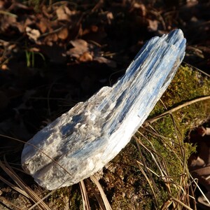 May include: A blue and white kyanite crystal with a striated texture. The crystal is resting on a bed of moss and dry leaves.
