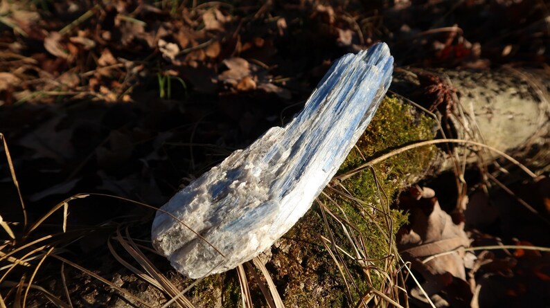 May include: A blue and white kyanite crystal with a striated texture. The crystal is resting on a bed of moss and dry leaves.