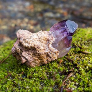 May include: A cluster of amethyst crystals, with a purple and clear colour, sits on a bed of green moss. The crystals are attached to a rough, brown rock.