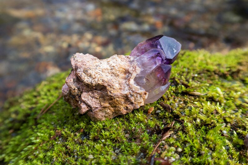 May include: A cluster of amethyst crystals, with a purple and clear colour, sits on a bed of green moss. The crystals are attached to a rough, brown rock.