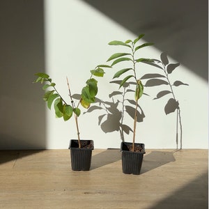 Custard Apple Atemoya (Annona Squamosa ) Live Plant Seedling - Sugar Apple, Sweetsop, Cherimoya hybrid, Annonaceae