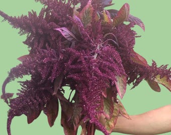 Red Amaranth seeds