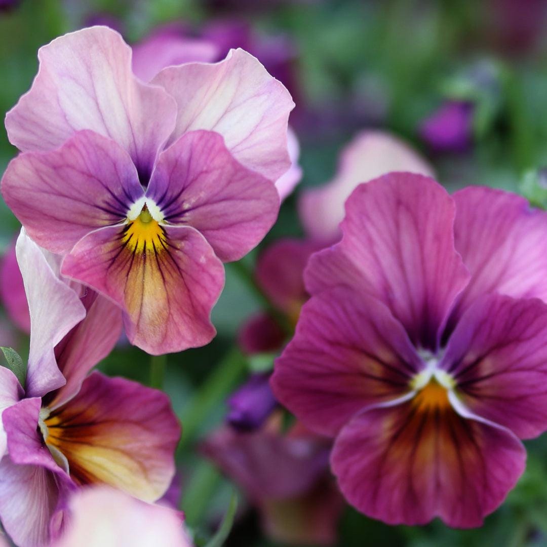 viola-antique-plum-shades-seeds-etsy
