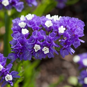 May include: Close-up of a cluster of purple flowers with small white blossoms. The flowers have a textured appearance and are surrounded by green foliage. The image is well-lit, highlighting the vibrant colors and details of the blooms.