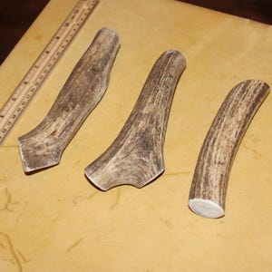Antler Dog Chew - Large (7-9”)