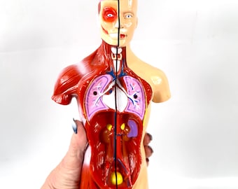 Anatomical Human Body Model – Removable Organs