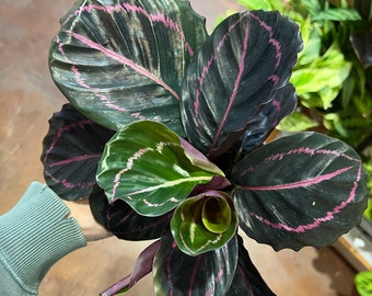 Calathea Dottie purple and pink calathea plant in 4in pot free shipping on every order