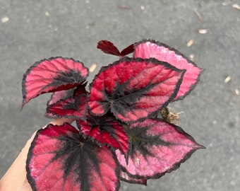 Red Robin Begonia Rex