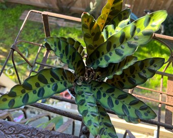 Calathea Lancifola or Calathea rattle snake in 4 in pot 6-12 in tall