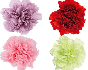 Preserved Carnation Flower Heads - Set of 8