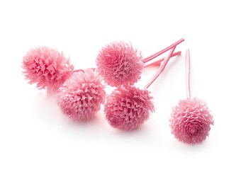 Dried Preserved Bachelor's Button Machmali - Globe Amaranth Bowl Filler Vase Filler Flower Heads - Set of 30
