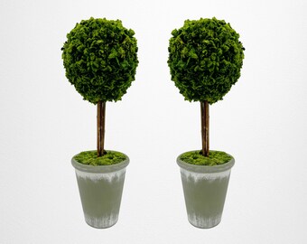 Pair of Preserved Cockscomb Ball Topiary Plants - 17" Home Decor