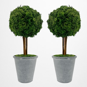 May include: Two topiary trees in gray pots. The trees are made of green moss and have a round shape.