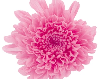 Dried Preserved Mum Kogiku Flower Heads - Chrysanthemum - Set Of 12