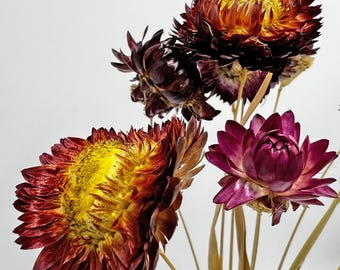 Preserved Ruby Daisy Bouquet: 4 Bundles, 21" Stems, Wedding Flowers