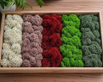 Preserved Reindeer Moss: Natural Greenery for DIY Crafts & Terrariums