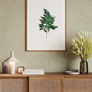 Bundle of 4 Dried Preserved Davallia Mariesii Fern 10 stems 14 inches per Bouquet
