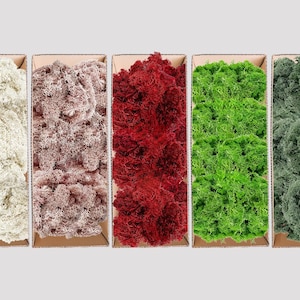 Premium Preserved Reindeer Moss for DIY Crafts, Terrariums, and Home Decor - Natural, Eco-Friendly Greenery