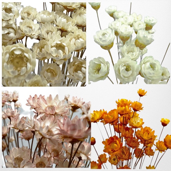 Real Preserved Little Star Flower Bouquet for Home Decor and DIY Crafting Projects