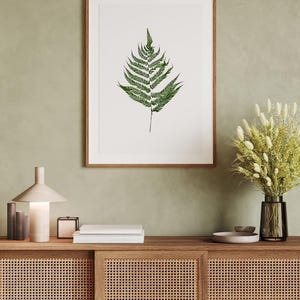 Bundle of 4 Dried Preserved Fern 14 inches 5 stems per Bouquet 20 stems Total