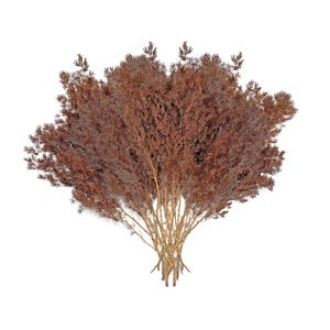 May include: A dried brown bush with many branches, isolated on a white background.
