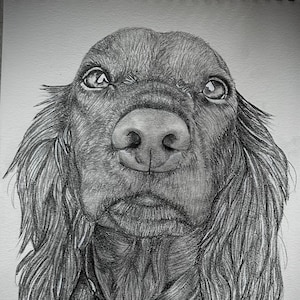 Custom pet portrait sketch hand drawn from photo pencil drawing