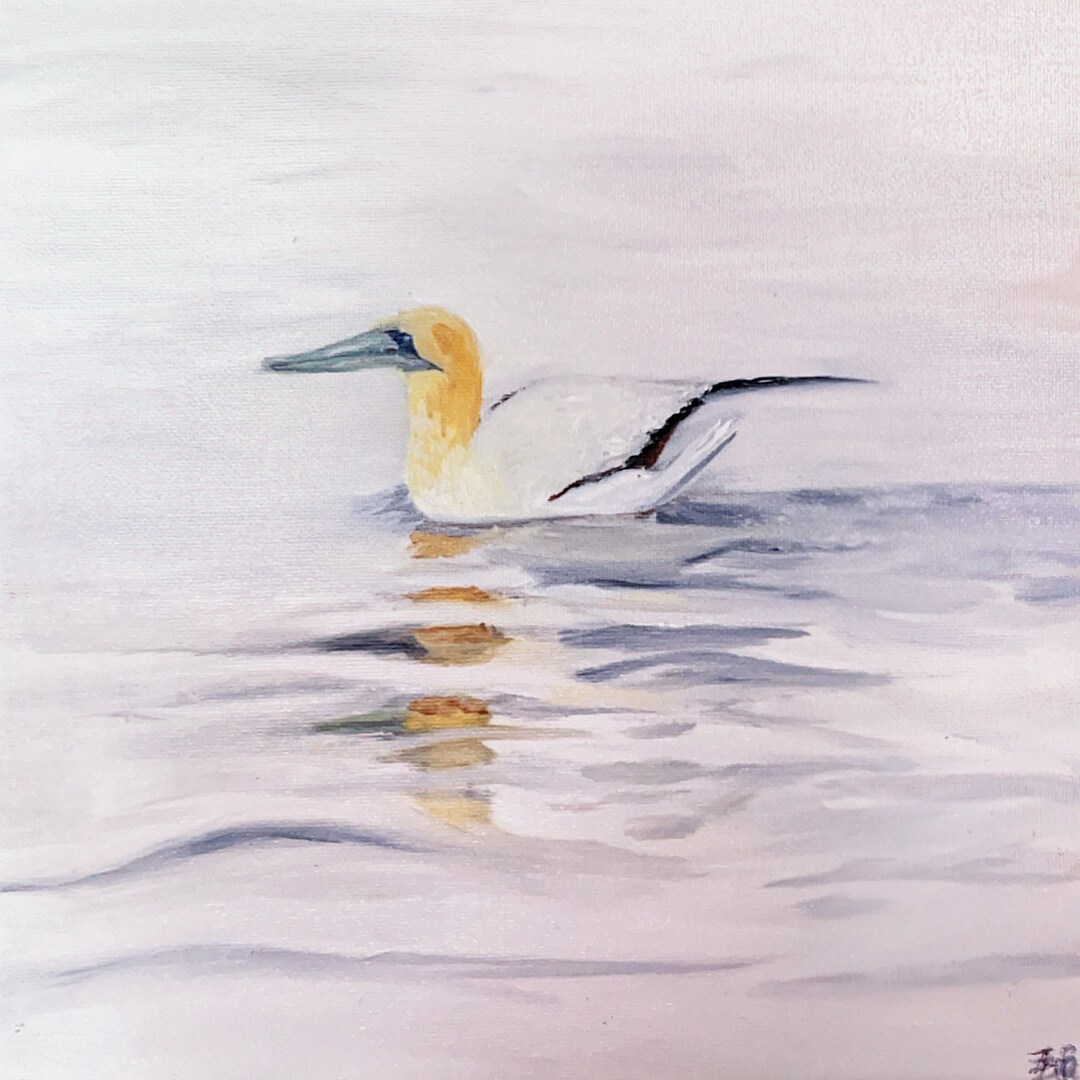 Gannet - Print - Etsy