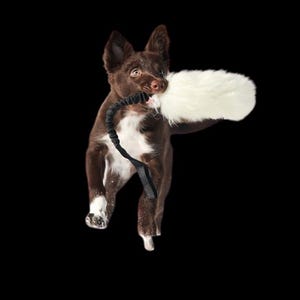 May include: A brown and white dog leaps, holding a white fluffy toy in its mouth. A black leash is attached to the toy. The background is a solid black colour.