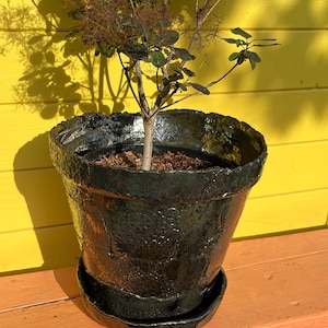 May include: A black glazed ceramic plant pot with a textured surface, holding a small tree with green leaves and brown flowers. The pot sits on a matching saucer. The pot is approximately 12 inches in diameter.