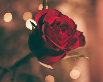 Beautiful Rose Flowers Coloring Book for Children/Kids.