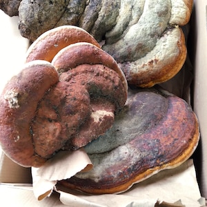 Red Belted Polypore, dried, 4+lbs, free shipping