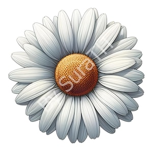 Margrietbloem, png-bestand: transparante achtergrond, sublimatie (directe download) afbeelding 1