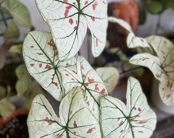 Cranberry Star Caladium Bollen Fancy Leaf Plants
