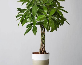 Albero dei soldi (Money Tree), pianta viva in vaso decorativo, pianta da interno