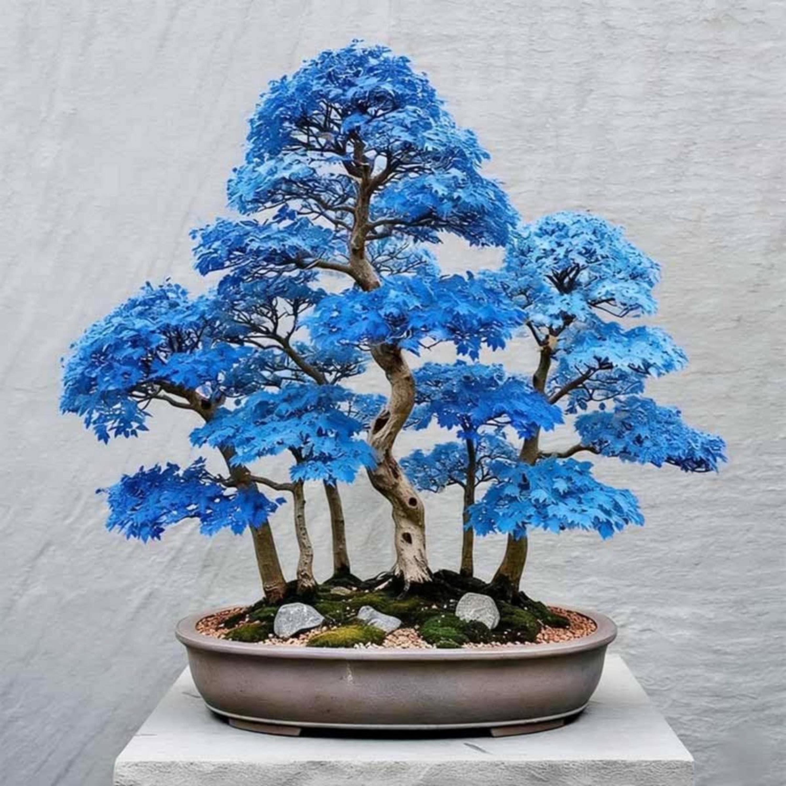 dried bonsai tree Bonsai 'Tree' (DRY) 60cm main image 1