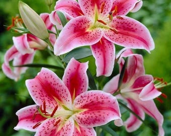 Stargazer Lily Bulbs Fragrant Oriental Garden Flowers