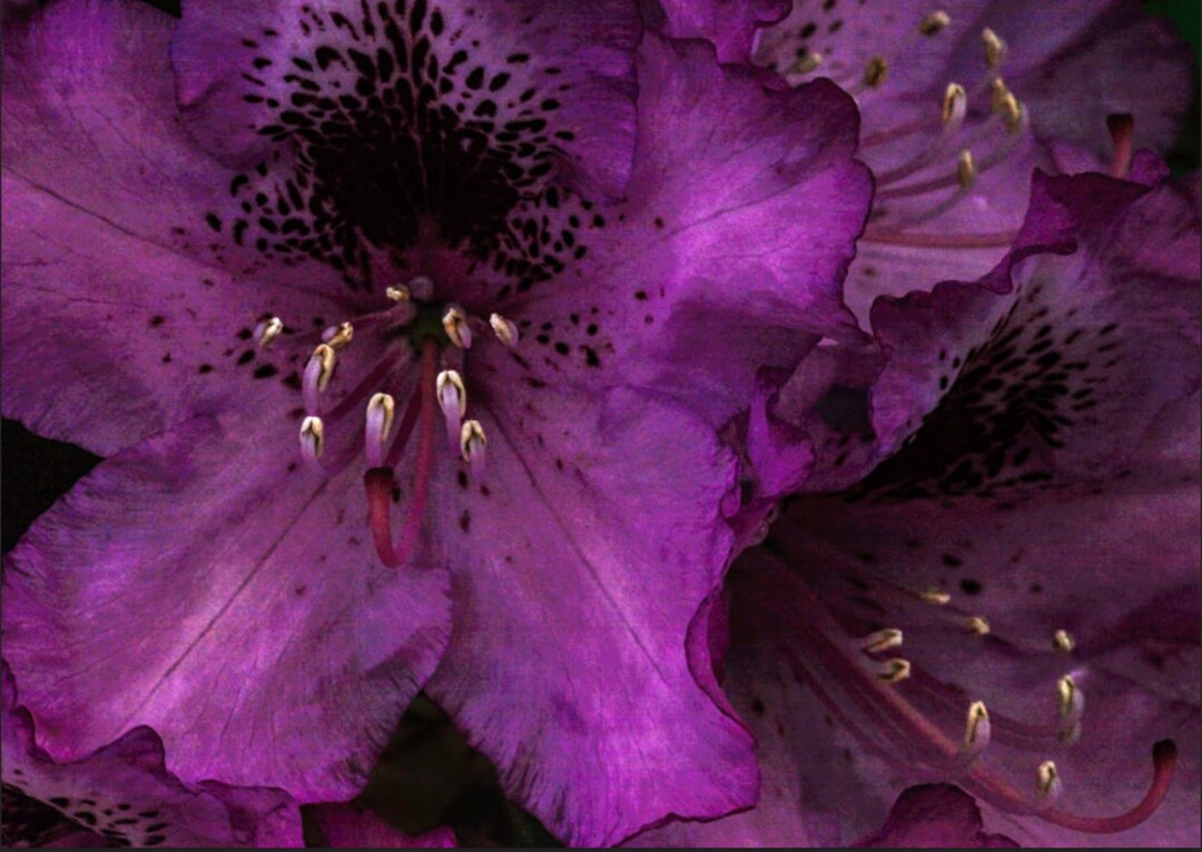 Victorian Wall Art Large Purple Blooms Print Gothic Wall Etsy