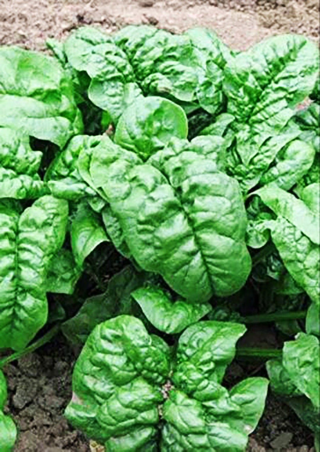 75 Seeds Giant Noble Spinach Seeds NONGMO Slow to Bolt Etsy