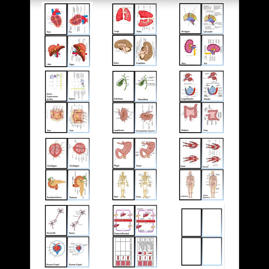 Anatomy Flashcards - Etsy