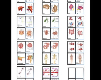 Anatomy flashcards