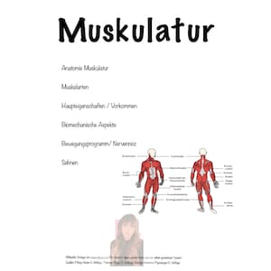 Könnte beinhalten: Ein Diagramm des menschlichen Muskelsystems, das die Muskeln der Vorder- und Rückseite des Körpers zeigt. Das Diagramm ist auf Deutsch beschriftet.